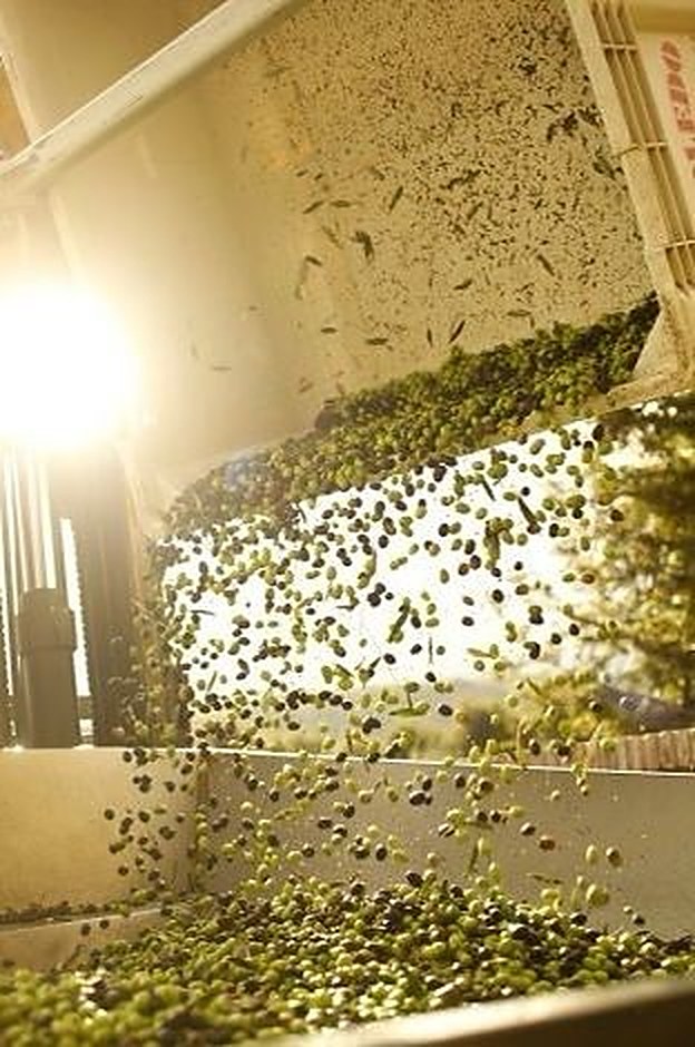 Olives falling onto the washing and sorting line at the Aït Elhaihi mill